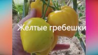 Томаты для диетического питания
