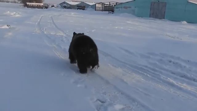 Медведь Яшка, 2 года, Ростовская область