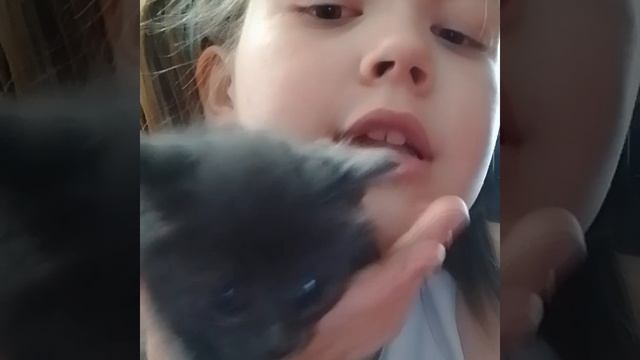 котик