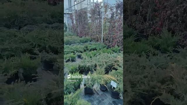 За такие советы надо бить по рукам!Не надо поливать растения при посадке земля влажная! #сад #дача