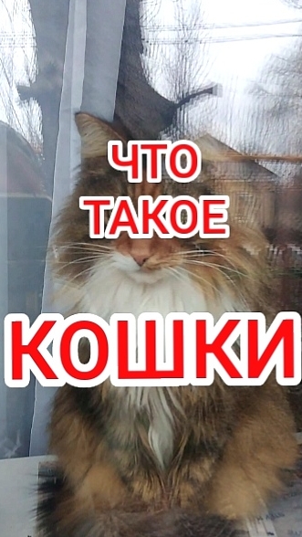 ЧТО ТАКОЕ КОШКИ