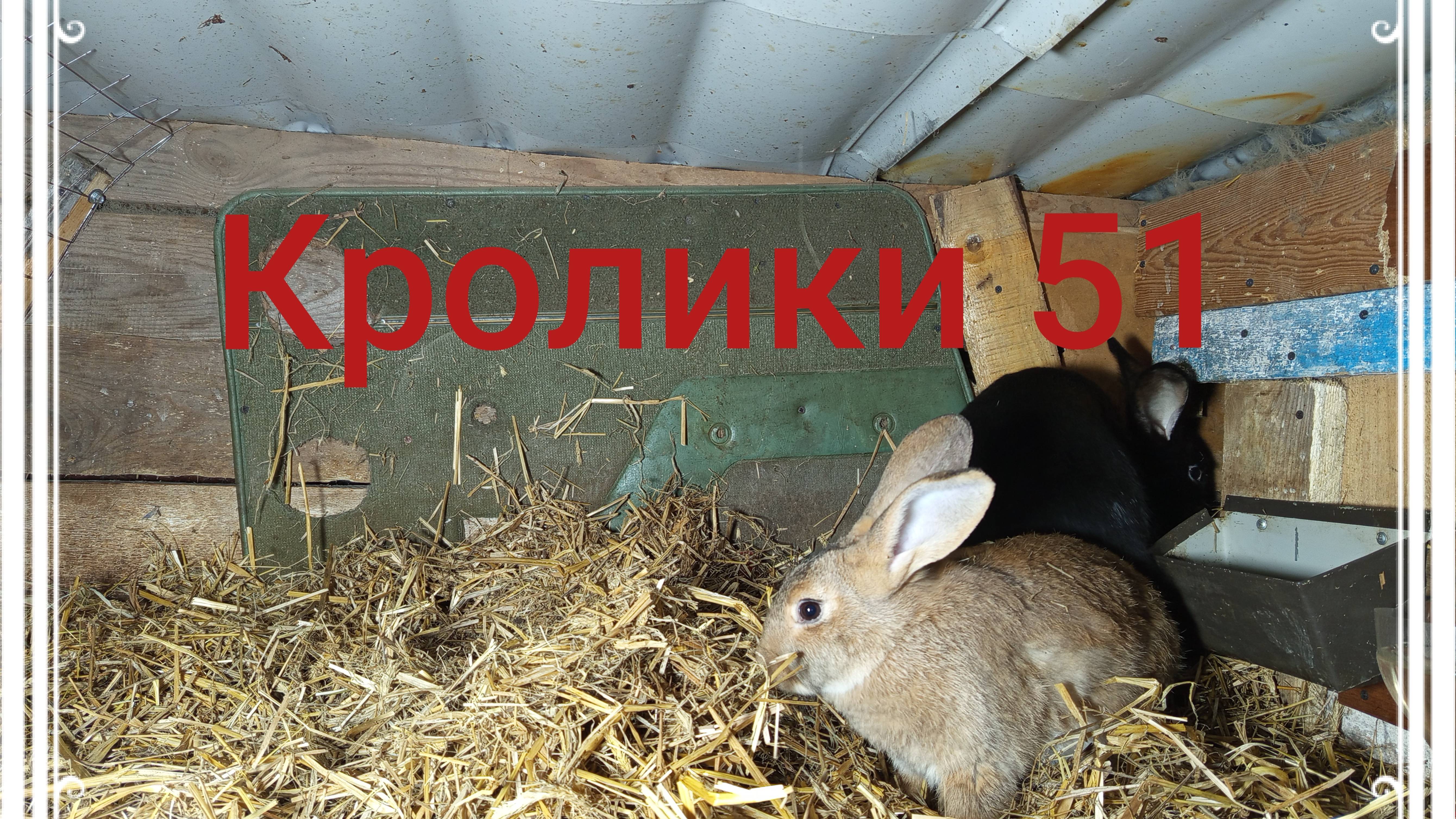 Кролики 51 ...