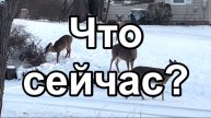 Что сейчас?