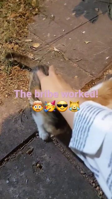 Cats let me touch them cos I gave them food. #youtubeshorts #shorts #cats #catperson #catlover