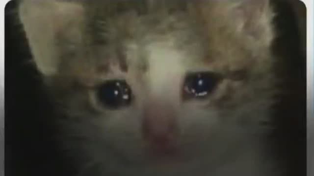 Баллада о котенке