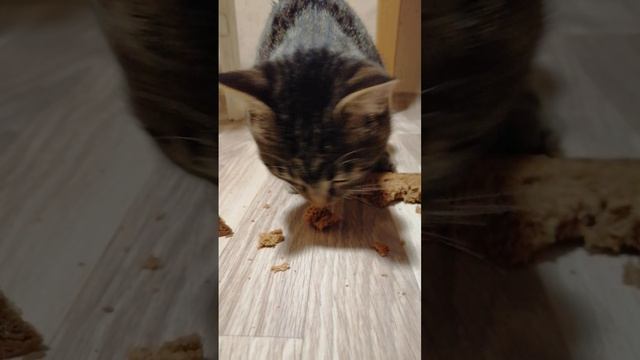 Любимое лакомство