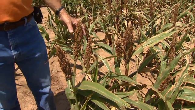 Sorghum Seed Safener for better yields