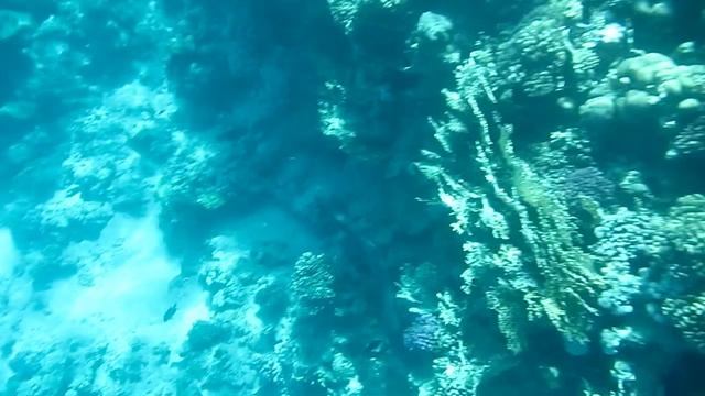 Гигантская мурена. Часть 3. Красное море. Шарм-эш-Шейх. Шаркс-Бей. 2024