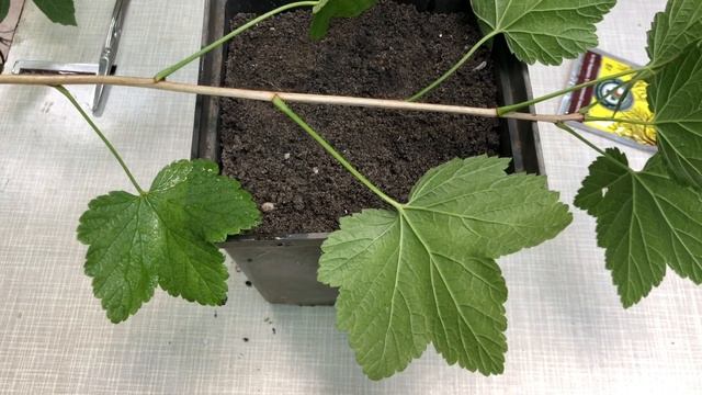 Смородина та порічки зелене (літнє) черенкування. Черенкуємо смородину та порічки. Черенкування.