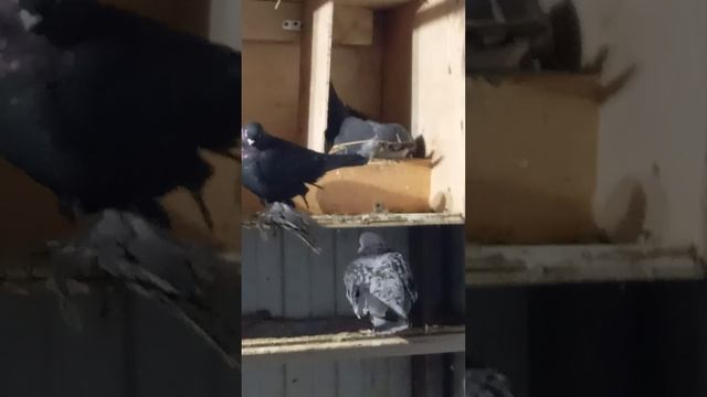 показываю голубей