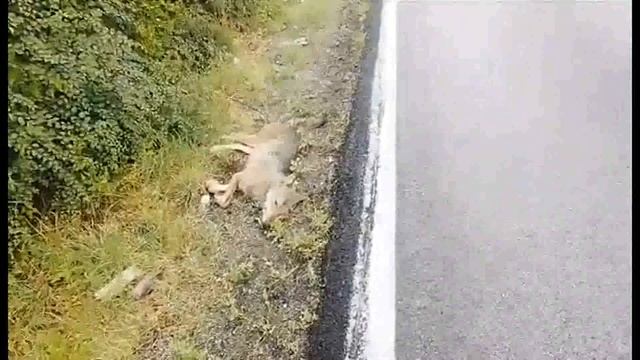 LUPO INVESTITO E UCCISO, PAURA SULLA STATALE