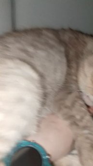 моя кошка Анфиса подробно