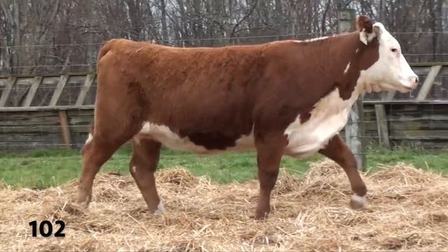 Lot 102 - KCF MISS LANDMARK G315