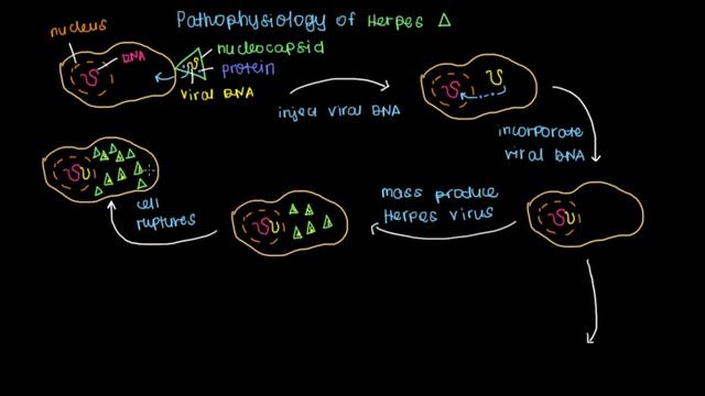 Pathophysiology of Herpes