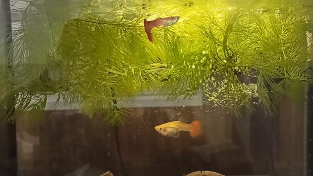 VID_20250125_175133.mp4