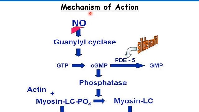Nitric Oxide (NO)