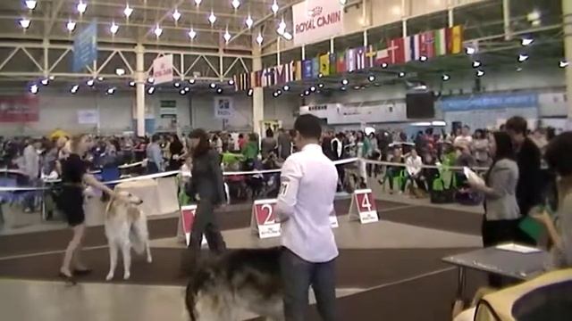 Kiev CACIB 2104.2013. Borzoi male intermedia