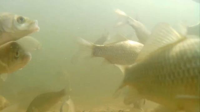 Хлебный спас у карасей
