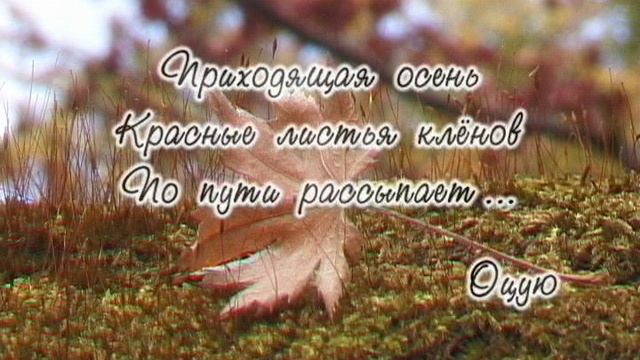 2007 г._ ХОККУ
