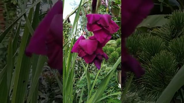 садовые мгновения🌿☀