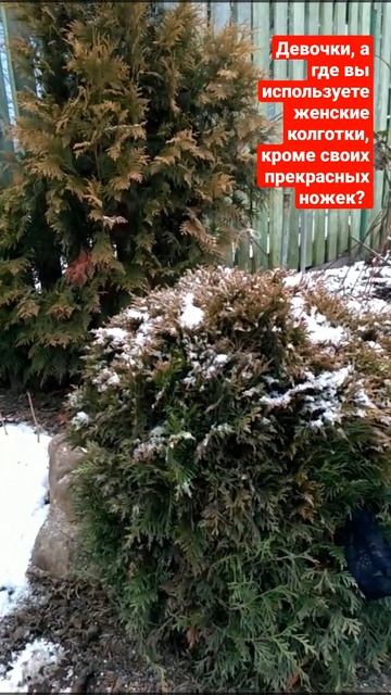 КОЛГОТКИ С ЖЕНСКИХ НОЖЕК!