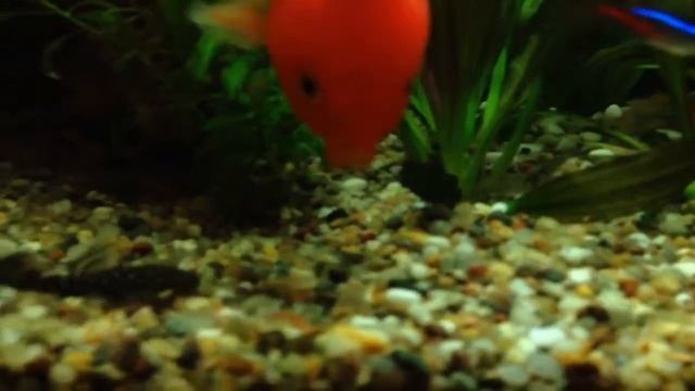 Aquarium Tetra 100 litres Мой аквариум 02.03.2014