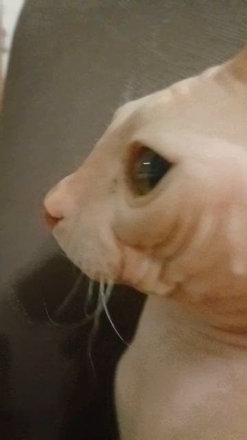 Мой  крутой кот