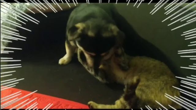 !!!WIELKA WALKA!!! Piko VS Kocica