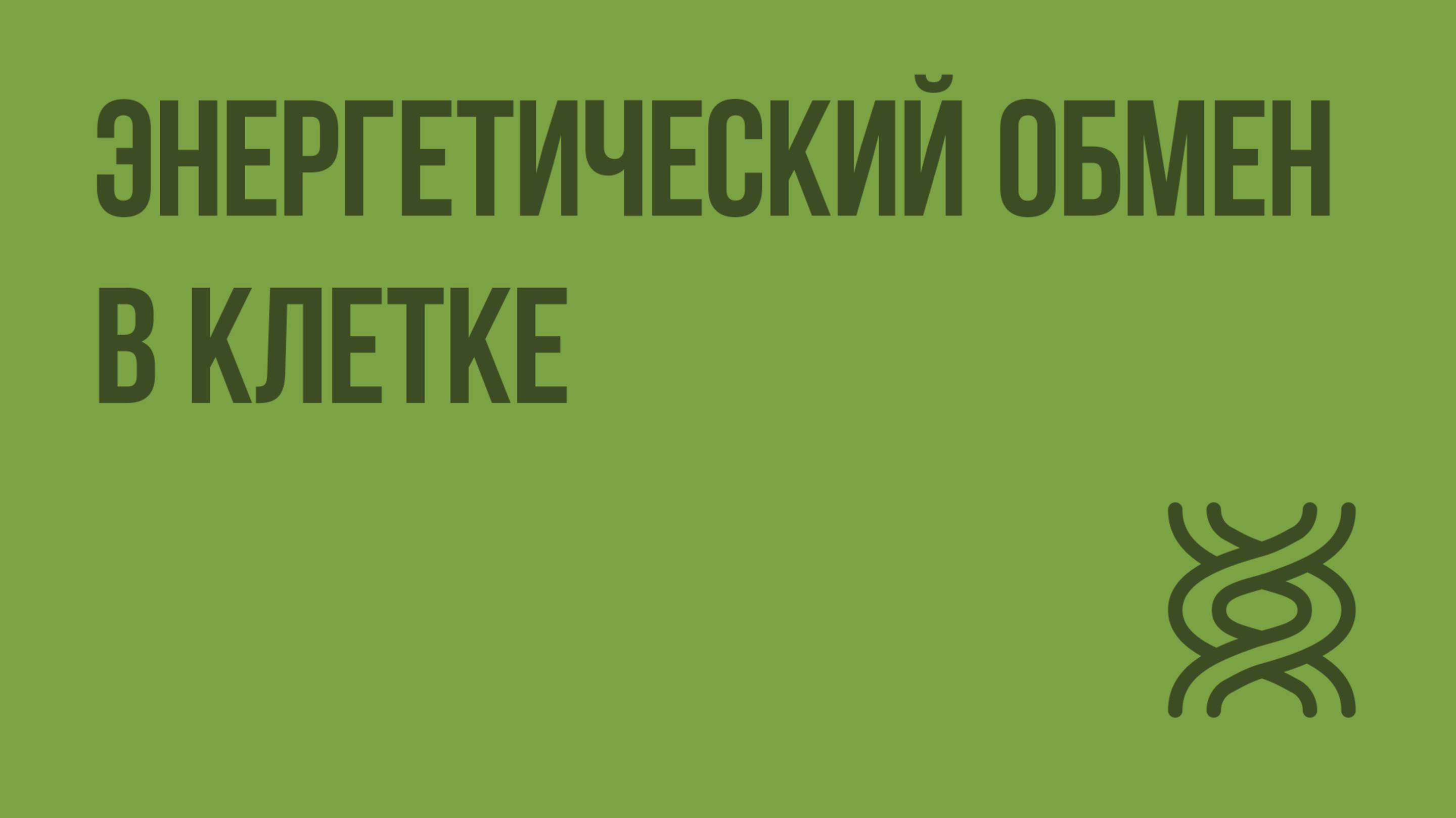 Энергетический обмен в клетке. Видеоурок по биологии 10 класс