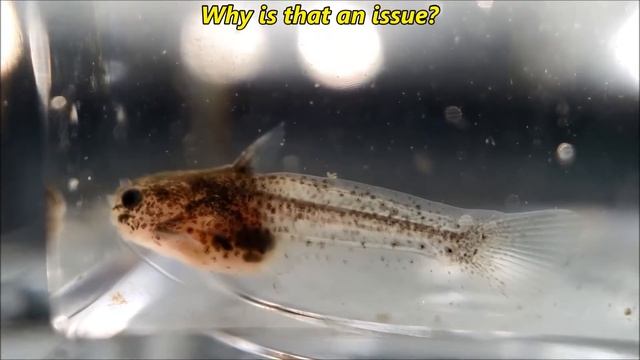 Trachelyichthys exilis fry 6 week update