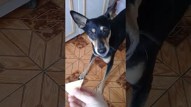 Тера попроси