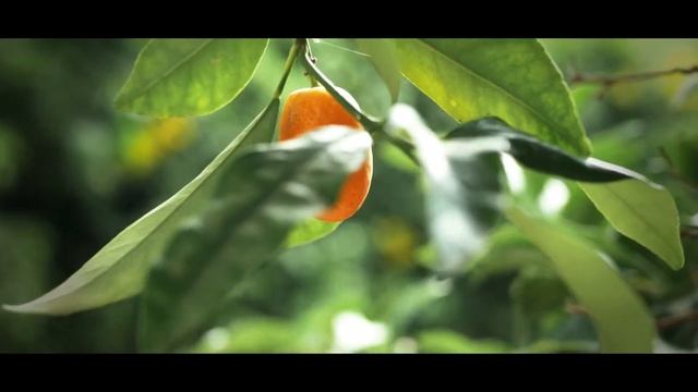 Random Sunday - FHD Test (30FPS) \ LUMIX GX80 + 25mm 1.7f