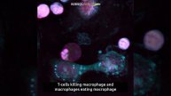 T-cell killing macrophage and macrophages eating macrophage