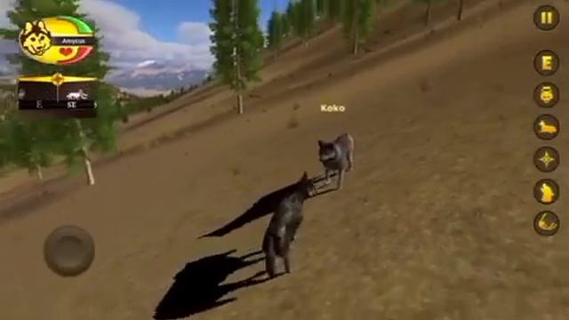 WolfQuest Season 2 Amycus Returns Episode 1: Company