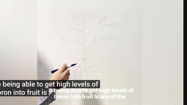 Влияние бора на растения, повышение сладости клубники 🍓