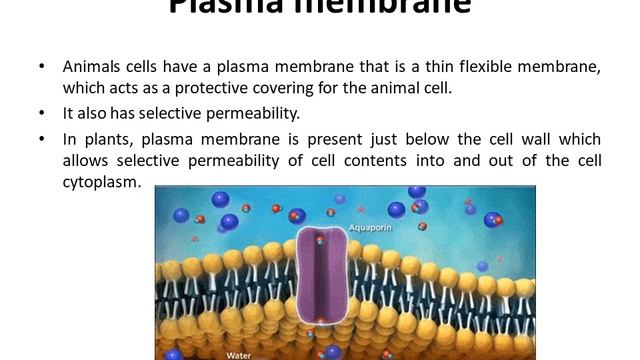 Comparison of Plant and Animal Cells