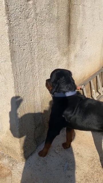 Бой с тенью )))