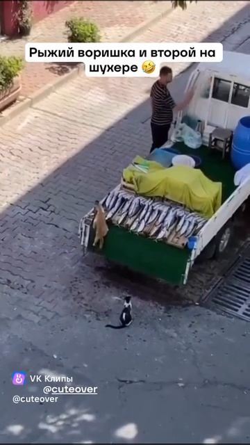 VID-20250123-WA0014