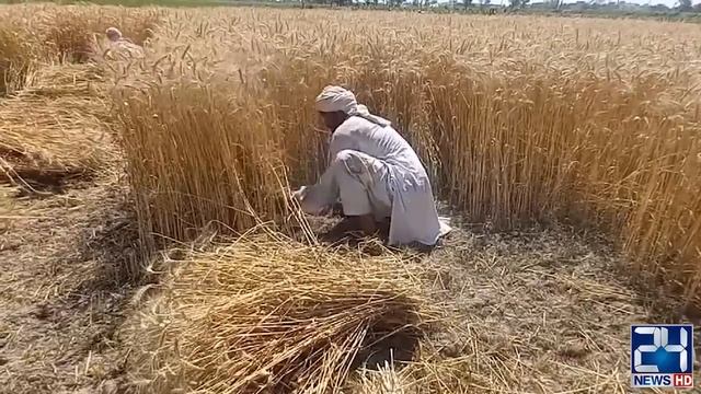 Gandum Ni Kharidni Tou Jahaz Dey Hakoomat - Hum Palestine Bhai Ko Bheej Dein | Wheat Policy Pakista