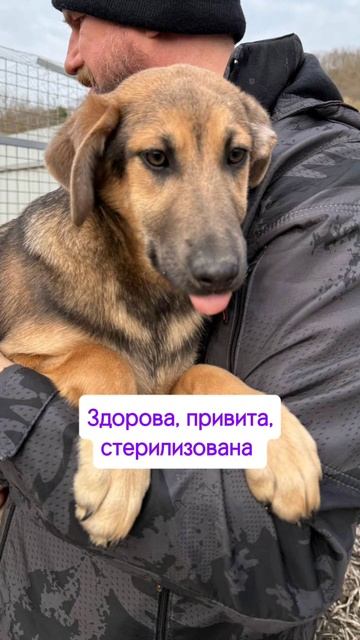 Несси ищет дом