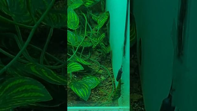 Australian Monitor Lizard x3 species Tristis, Storri and Ackies! I hope you enjoy! Sub for more!