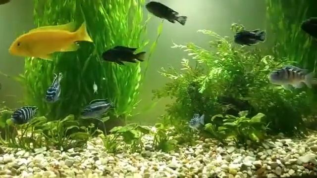 Травник с цихлидами