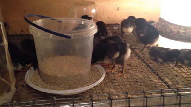 Курчата Джерсійського Гіганта в чорному кольорі