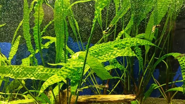 VID_20250126_135838.mp4