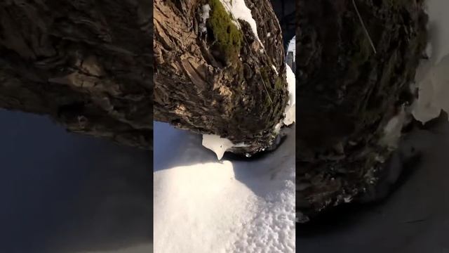 Ледяные Деревья