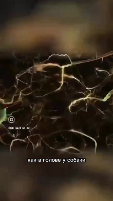🧠 Кишечник — ваш второй мозг! Как паразиты и вирусы влияют на гормоны? 🌿 Узнайте больше!