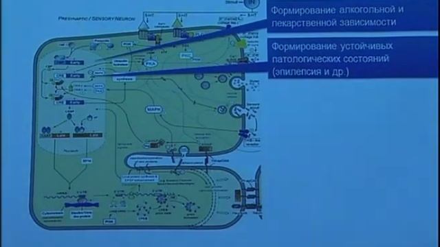 Память и мозг: результаты и перспективы исследований