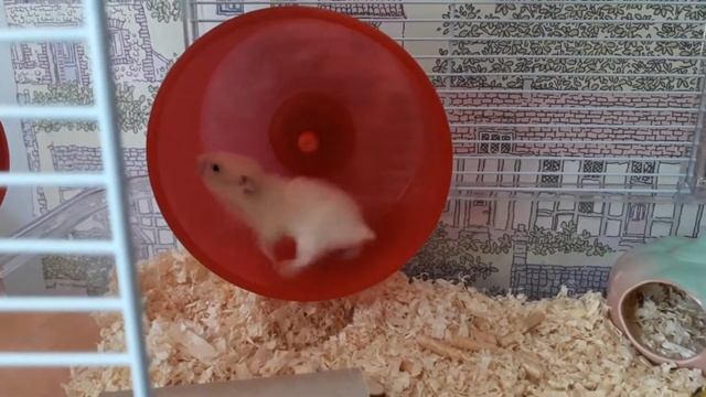 Вечный двигатель