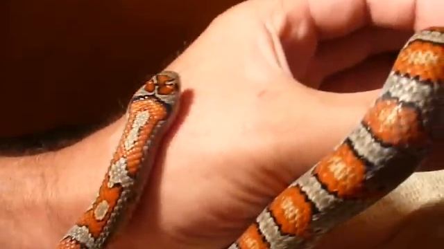 Lampropeltis mexicana mexicana - Meksykański wąż królewski