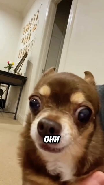 факты о чихуахуа